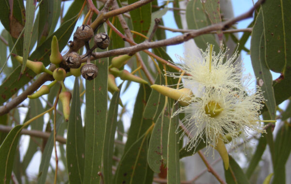 Eucalyptus Tree